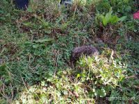 gallery-img